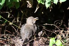 Amsel-7-Tag-2.jpg